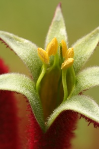 Red Kangaroo Paw Flower Remedy